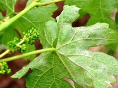 Белый налет на ягодах винограда: чем обработать, что делать и как лечить,причины